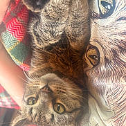 Oddity is registered to the contest to win money with this photo: animal, blanket, cat, close_up, cozy, curious, cute, eyes, fabric, feline, fur, indoor, lying_down, pattern, paw, pet, relaxed, soft_light, tabby_cat, whiskers
