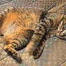 animal, blurred_motion, casual, cat, cozy, cute, feline, gaming, green_controller, home, indoor, lying_down, mattress, paw, pet, playful, relaxed, resting, striped_fur, tabby