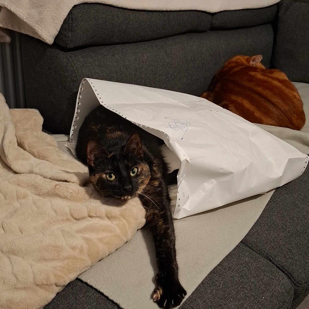 Ptit Poulet participe au concours pour gagner de l'argent avec cette photo : animal, architecture, blanket, building, canine, cat, chair, couch, cushion, dog, furniture, homedecor, indoors, interiordesign, kitten, livingroom, person, pet, pillow, sleeping