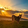 Aston a rejoint le concours — aidez-le/la à gagner de superbes lots ! animal, backlit, canine, clouds, dog, evening, field, grass, landscape, majestic, nature, outdoor, peaceful, quiet, rural, scenic, serene, sky, sunlight, sunset
