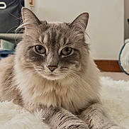 Daphne joined the competition — help win amazing prizes! animal, cat, close_up, cozy, cute, feline, fluffy, fur, gray_cat, home, indoor, laying_down, mammal, paws, pet, portrait, relaxed, rug, soft_texture, whiskers