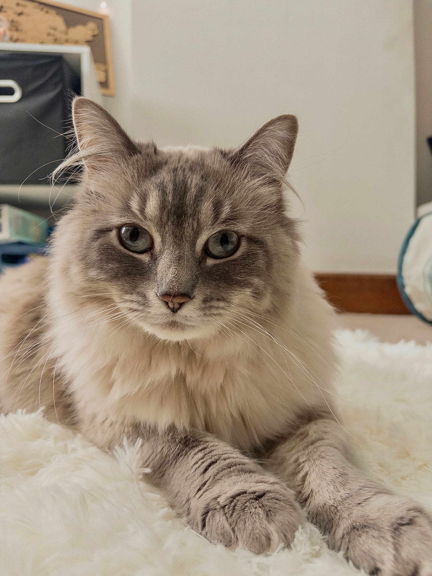 Daphne