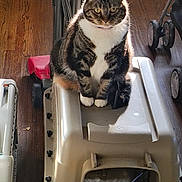 Hazy joined the competition — help win amazing prizes! cat, tabby_cat, pet_carrier, indoor, wooden_floor, stroller, red_scooter, white_paws, white_chest, furniture, pet, animal, domestic_cat, flooring, wheel, toy, sitting, fur, whiskers, household