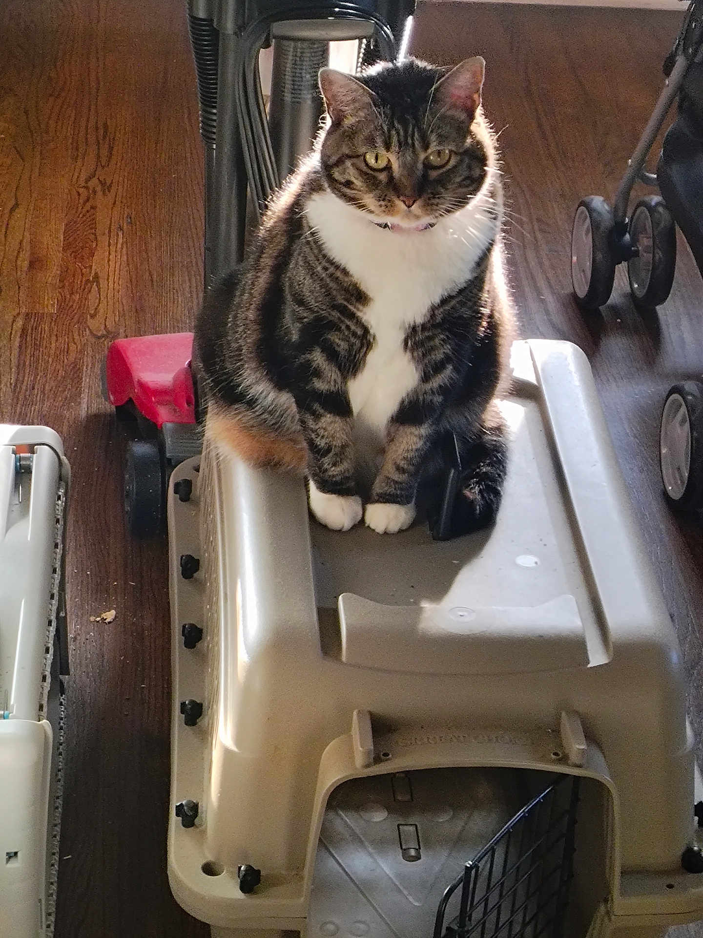 Hazy joined the competition — help win amazing prizes! cat, tabby_cat, pet_carrier, indoor, wooden_floor, stroller, red_scooter, white_paws, white_chest, furniture, pet, animal, domestic_cat, flooring, wheel, toy, sitting, fur, whiskers, household