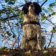 Raclette a rejoint le concours — aidez-le/la à gagner de superbes lots ! dog, outdoor, nature, forest, sky, leaves, tree_branches, animal, pet, autumn, fur, harness, sitting, majestic, blue_sky, ground, dirt, plants, canine, woods