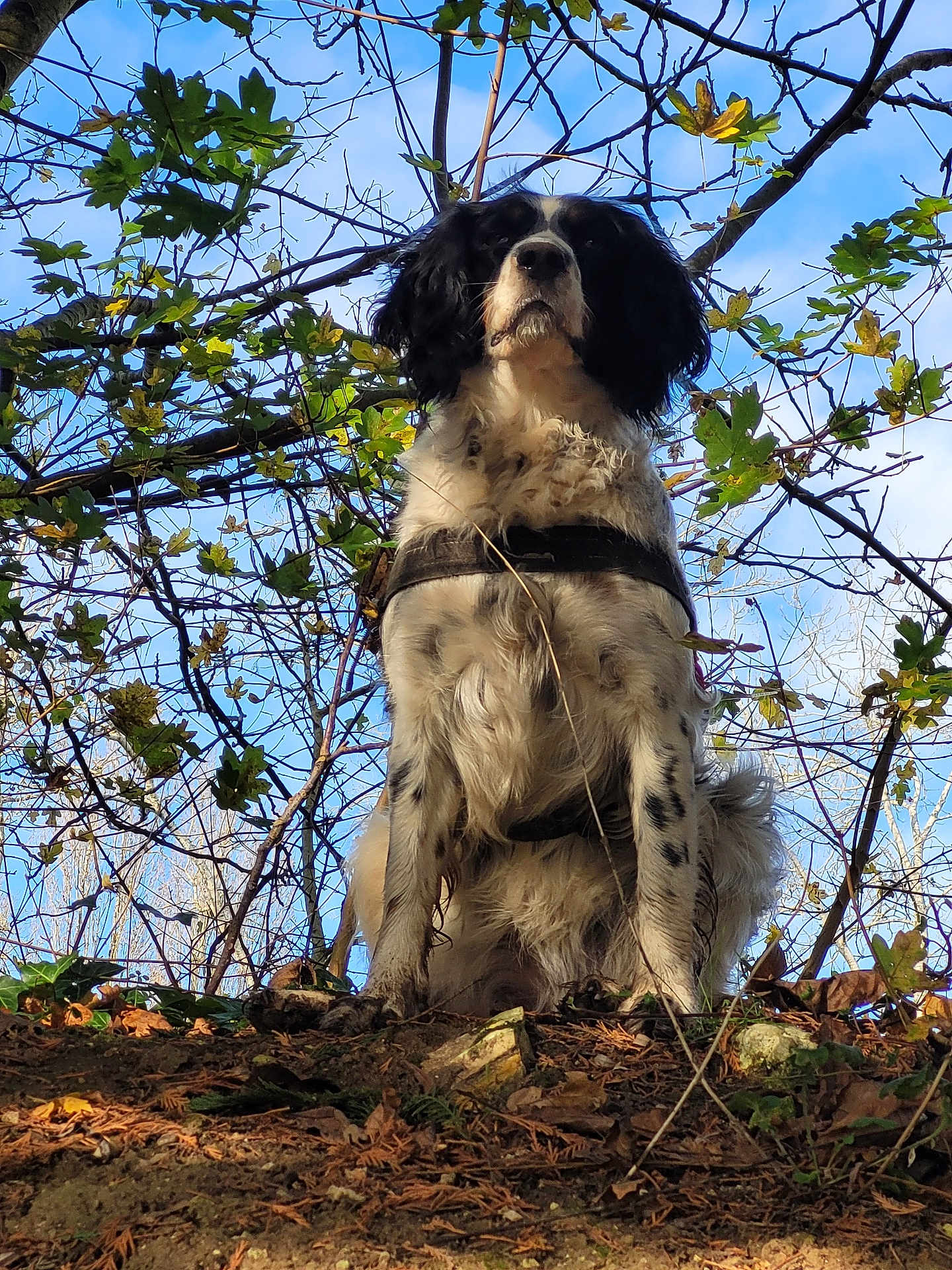 Raclette a rejoint le concours — aidez-le/la à gagner de superbes lots ! dog, outdoor, nature, forest, sky, leaves, tree_branches, animal, pet, autumn, fur, harness, sitting, majestic, blue_sky, ground, dirt, plants, canine, woods
