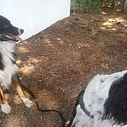 Ptistone a rejoint le concours — aidez-le/la à gagner de superbes lots ! dog, outdoor, animal, pet, black_and_white, fur, panting, leash, nature, tree, ground, sunlight, happy, side_view, canine, playful, walking, summer, daytime, white_wall