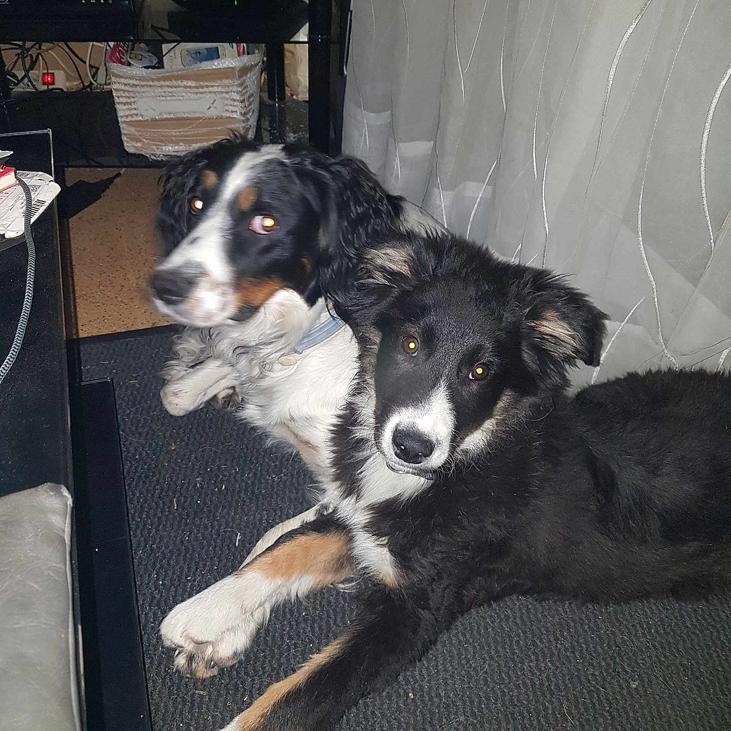 Ptistone participe au concours pour gagner de l'argent avec cette photo : animal, black, brown, cables, canine, carpet, companion, curious, curtain, dog, domestic, furniture, household, indoor, laying, pets, resting, technology, two_dogs, white