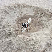 Raclette participe au concours pour gagner de l'argent avec cette photo : animal, beach, black, collar, daytime, digging, dog, fur, ground, harness, nature, outdoor, pet, pit, playful, recreation, sand, tail, texture, white