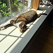 Lula is registered to the contest to win money with this photo: animal, cat, cozy, daylight, decor, feline, floor, greenery, houseplant, indoor, pet, plant, relaxed, shadow, stretching, sunlight, tabby, window, windowsill, wood