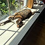 animal, cat, cozy, daylight, decor, feline, floor, greenery, houseplant, indoor, pet, plant, relaxed, shadow, stretching, sunlight, tabby, window, windowsill, wood
