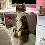 Lula is registered to the contest to win money with this photo: brown, cat, chair, computer, curious, desk, feline, fur, home_office, indoor, keyboard, lamp, monitor, mouse, pet, pink_wall, sitting, tabby, white, window