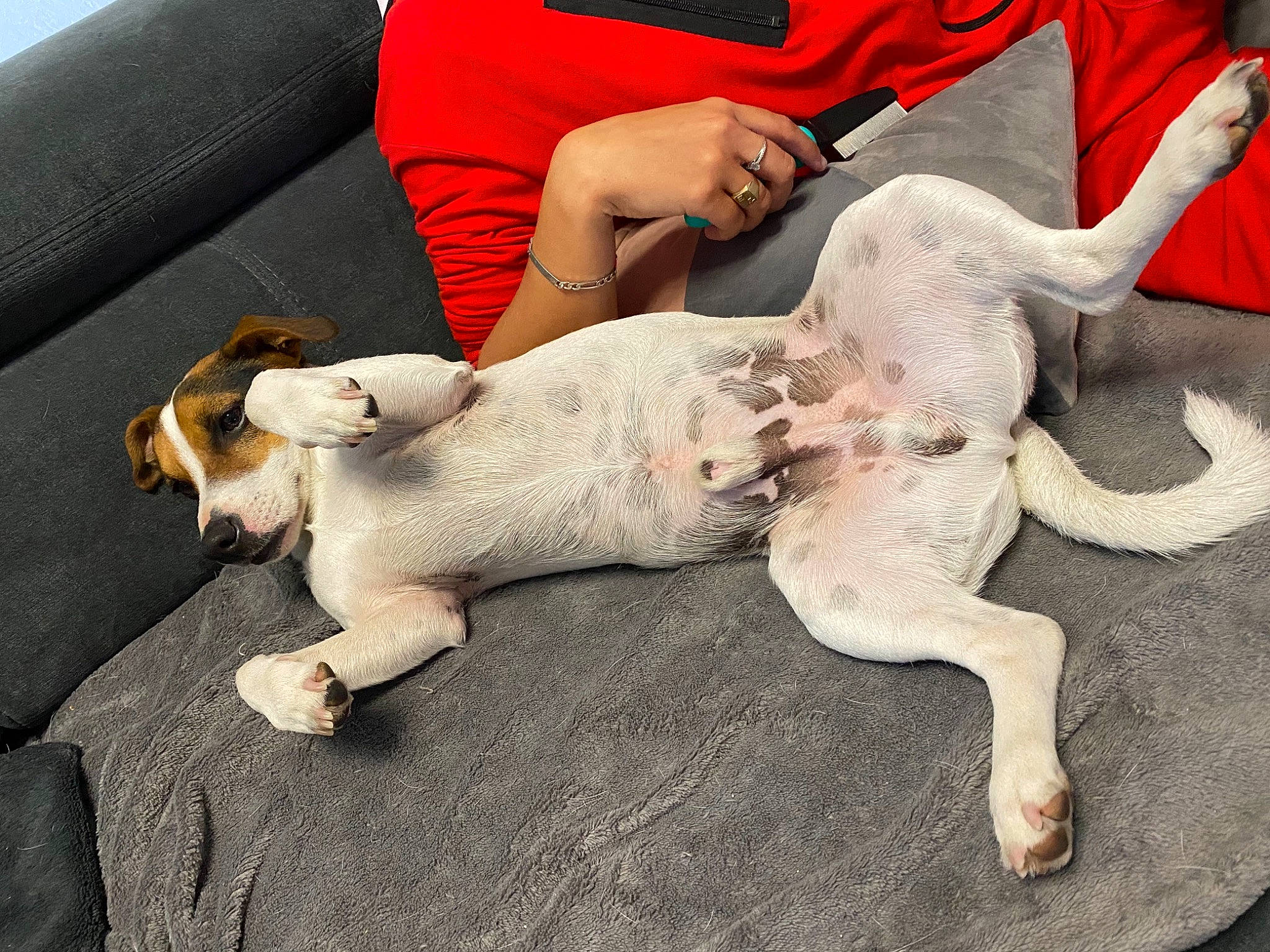 Donuts participe au concours pour gagner de l'argent avec cette photo : canidae, carnivore, comfort, companion_dog, couch, dog, dog_breed, fawn, felidae, foot, fur, human_leg, knee, lap, paw, small_to_medium_sized_cats, sporting_group, tail, terrier, working_animal