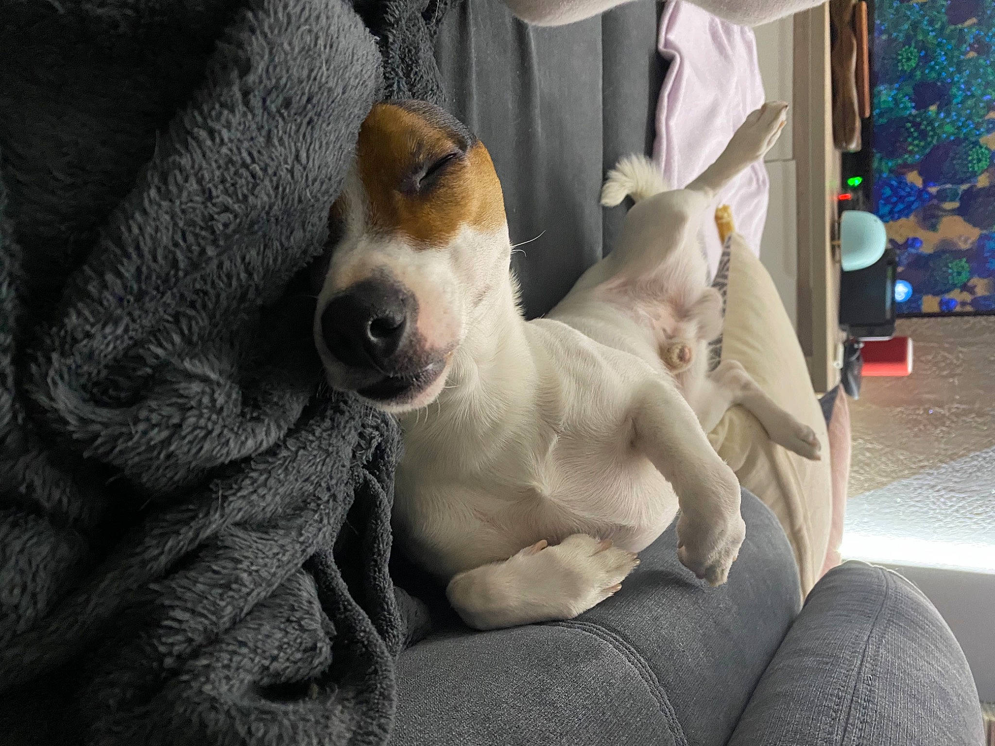 Donuts a rejoint le concours — aidez-le/la à gagner de superbes lots ! balloon, canidae, carnivore, collar, comfort, companion_dog, couch, dog, dog_breed, ear, eyewear, fawn, fur, goggles, head, snout, sporting_group, sunglasses, whiskers, working_animal