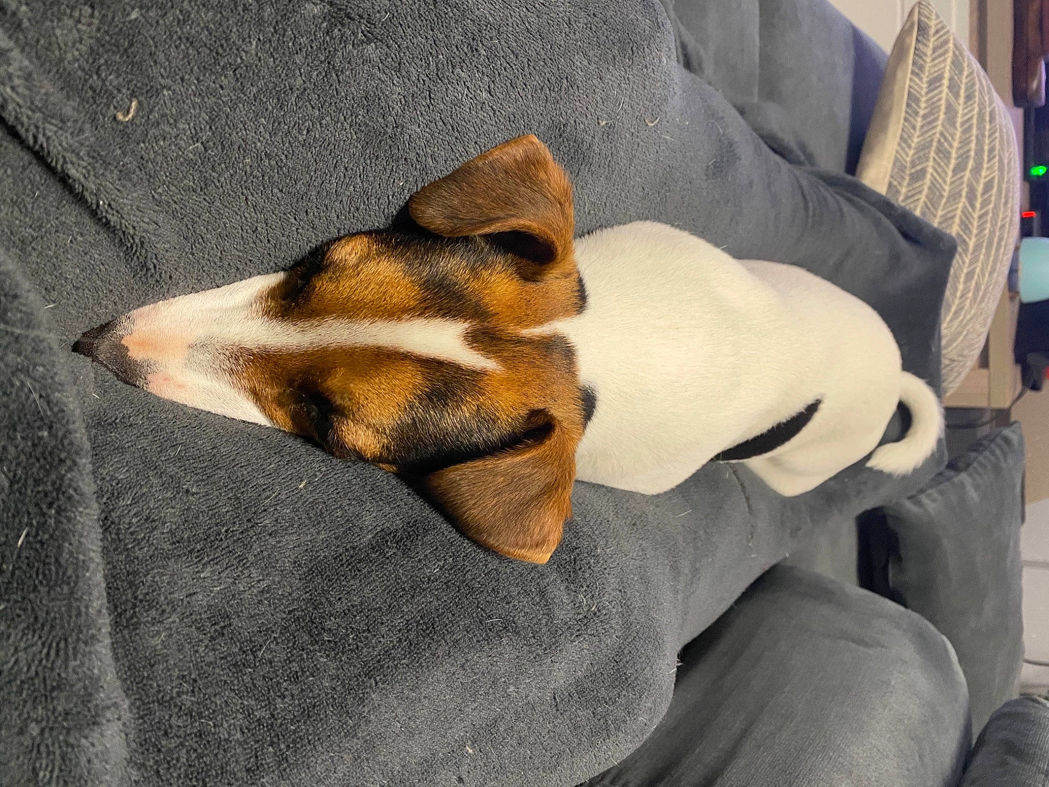 Donuts participe au concours pour gagner de l'argent avec cette photo : canidae, carnivore, claw, comfort, companion_dog, dog, dog_breed, fawn, felidae, foot, fur, human_leg, linens, paw, small_to_medium_sized_cats, snout, sporting_group, tail, terrestrial_animal, whiskers