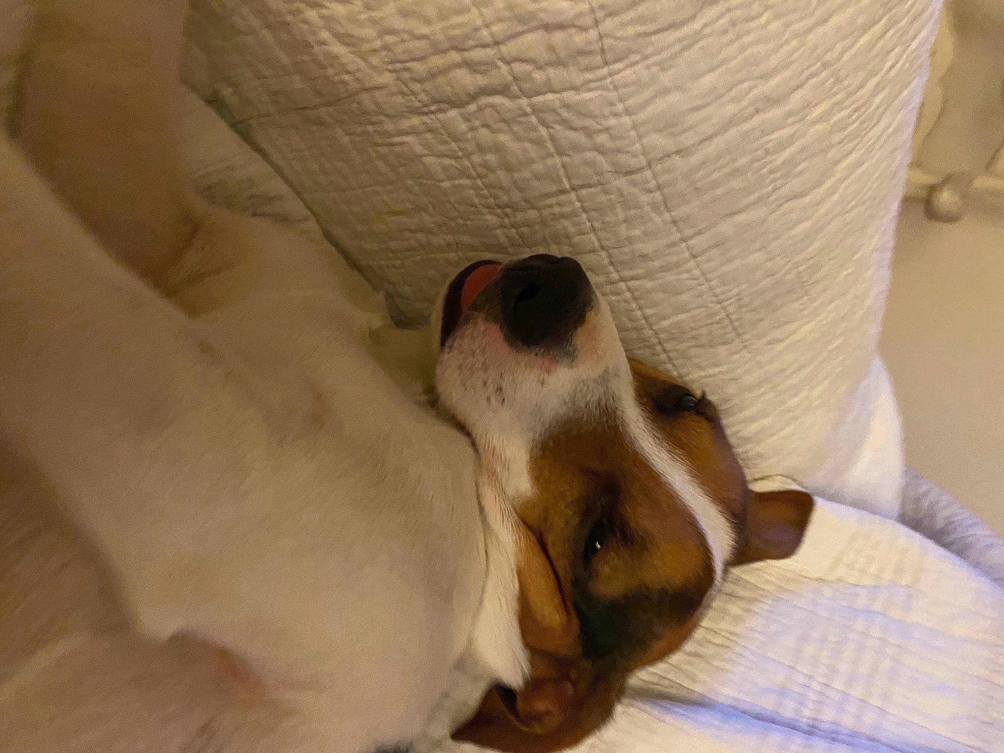 Donuts participe au concours pour gagner de l'argent avec cette photo : canidae, carnivore, comfort, companion_dog, couch, dog, dog_breed, fawn, felidae, fur, human_leg, linens, paw, puppy_love, small_to_medium_sized_cats, snout, sporting_group, toy_dog, whiskers, working_animal