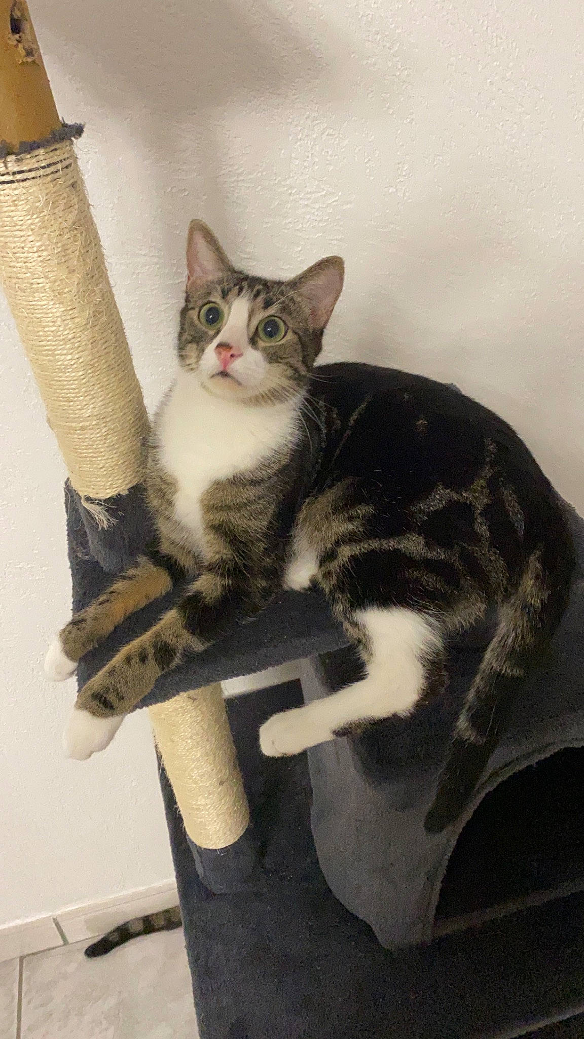 Tigrou participe au concours pour gagner de l'argent avec cette photo : carnivore, cat, cat_supply, chair, comfort, domestic_short_haired_cat, felidae, fur, paw, sitting, small_to_medium_sized_cats, tail, whiskers, wood