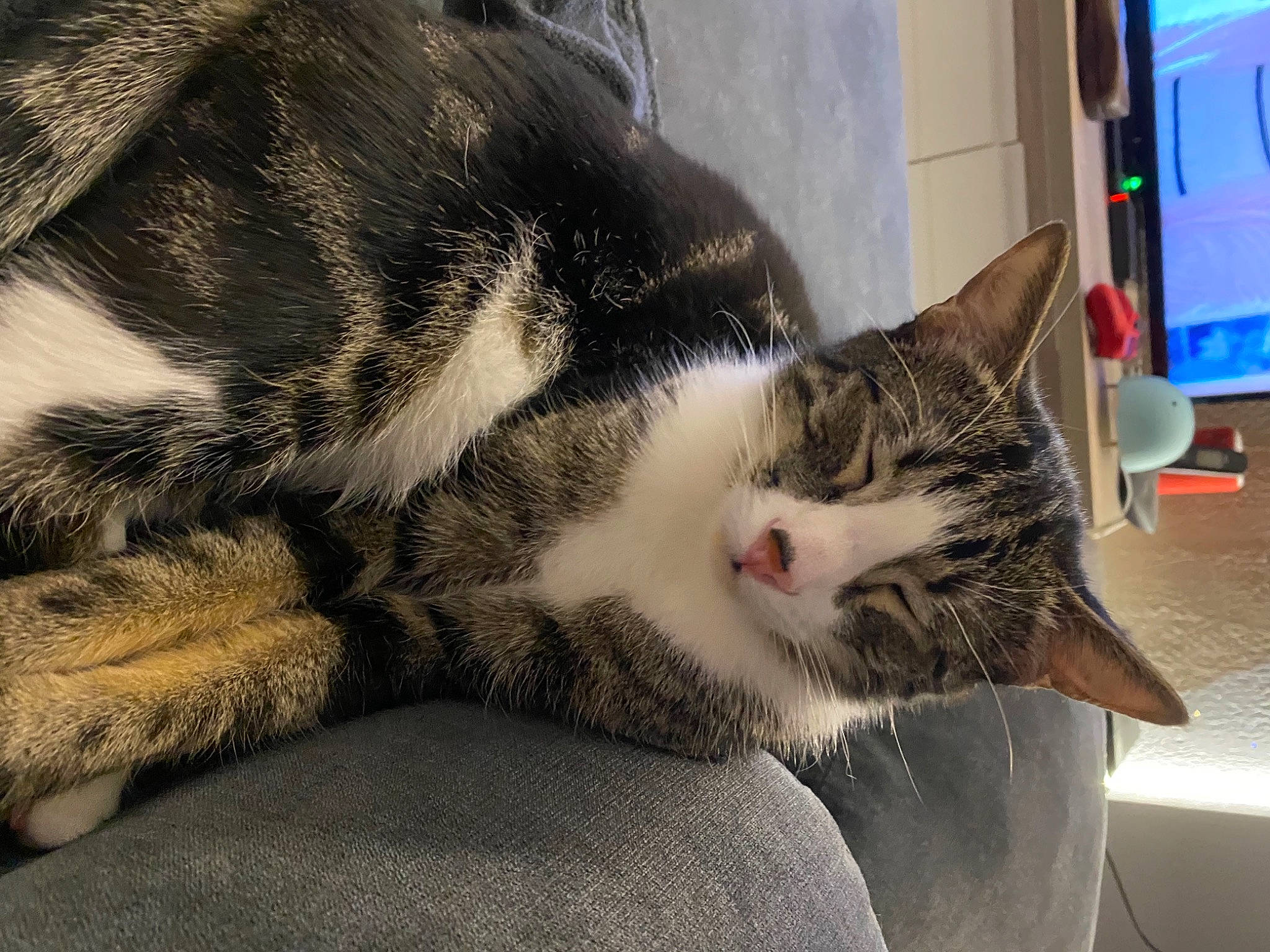 Tigrou participe au concours pour gagner de l'argent avec cette photo : carnivore, cat, claw, comfort, domestic_short_haired_cat, felidae, fur, nap, paw, sleep, small_to_medium_sized_cats, snout, tail, vehicle_door, whiskers, window