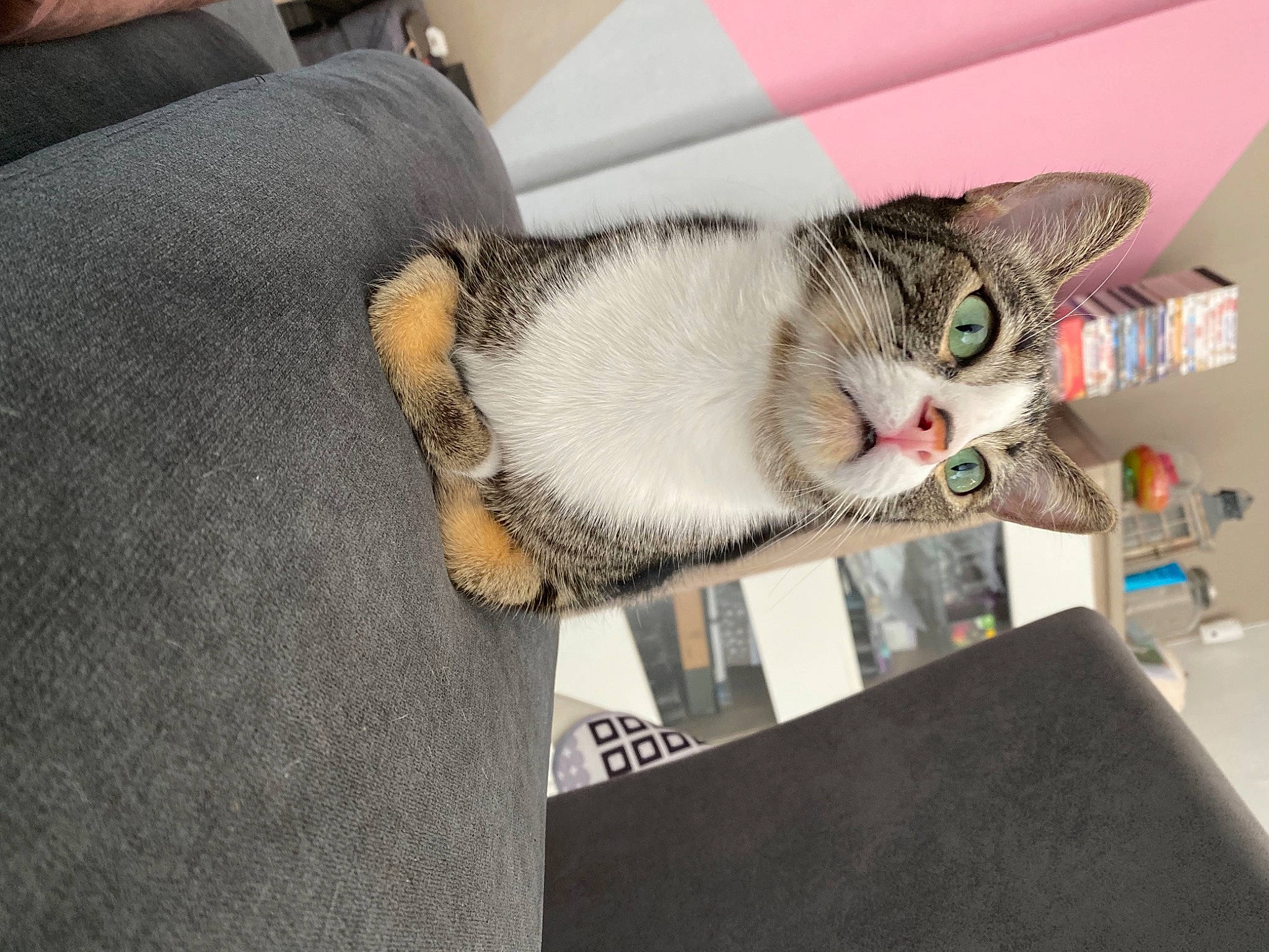 Tigrou a rejoint le concours — aidez-le/la à gagner de superbes lots ! carnivore, cat, comfort, couch, domestic_short_haired_cat, ear, eye, fawn, felidae, fur, grey, paw, small_to_medium_sized_cats, snout, tail, whiskers