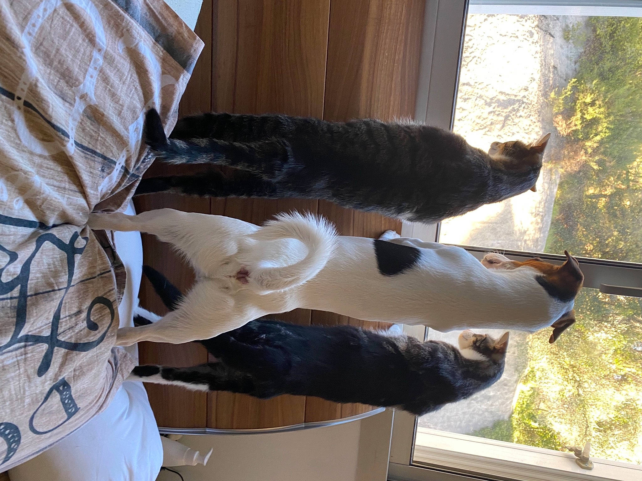 Winnie participe au concours pour gagner de l'argent avec cette photo : art, canidae, carnivore, cat, dog_breed, domestic_short_haired_cat, fawn, felidae, fur, plant, sculpture, small_to_medium_sized_cats, sporting_group, tail, terrestrial_animal, tints_and_shades, tree, whiskers, window, wood