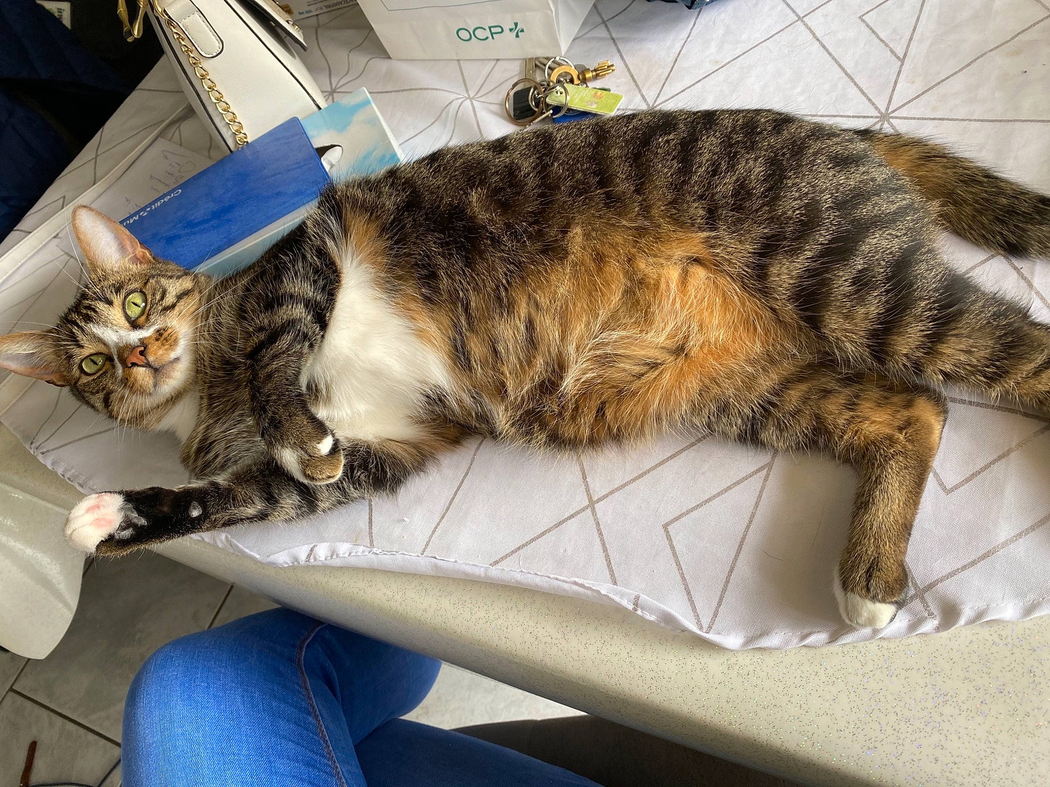 Winnie a rejoint le concours — aidez-le/la à gagner de superbes lots ! carnivore, cat, claw, comfort, domestic_short_haired_cat, felidae, fur, lap, nap, paw, sleep, small_to_medium_sized_cats, snout, tail, terrestrial_animal, whiskers