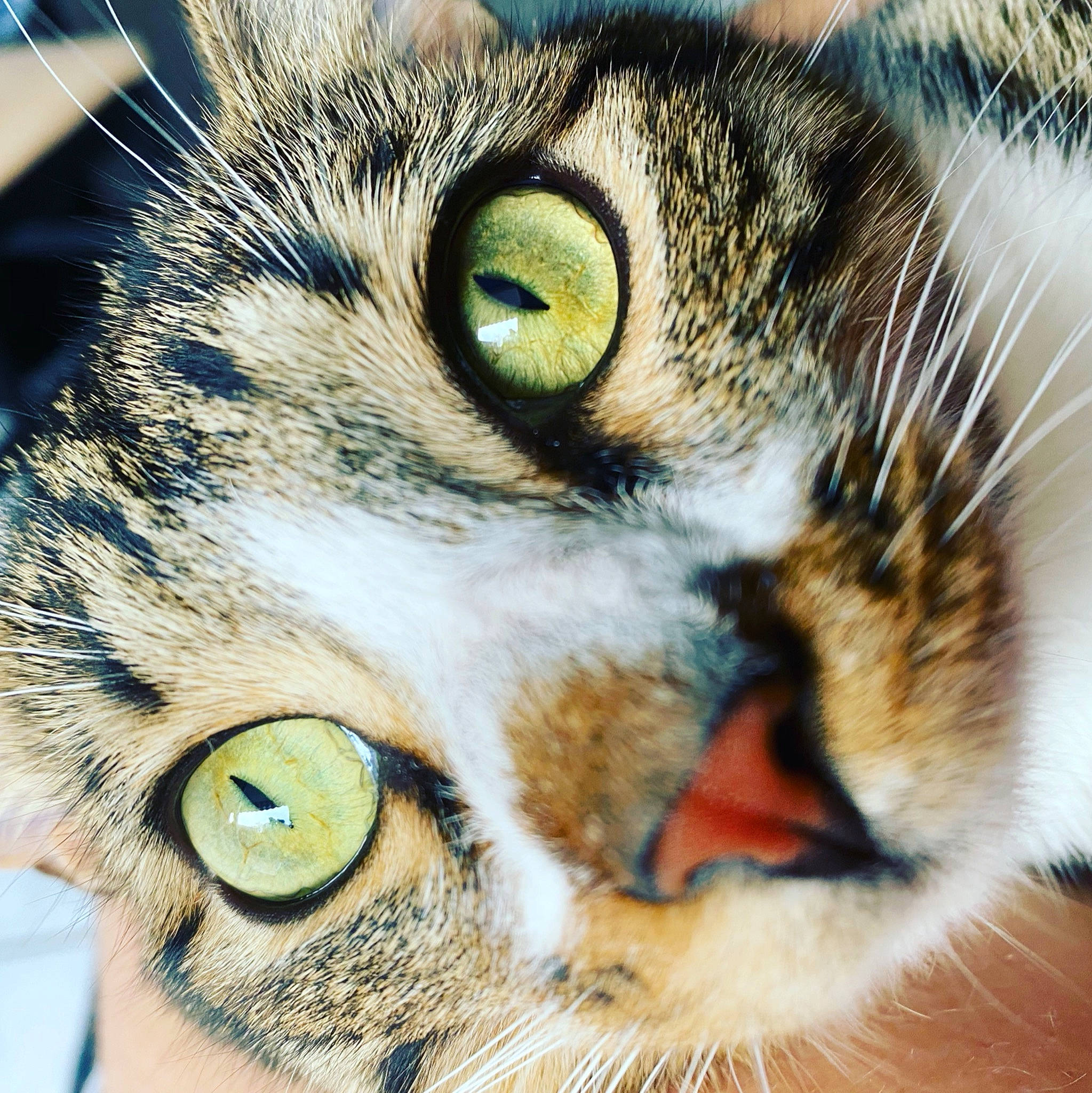 Winnie a rejoint le concours — aidez-le/la à gagner de superbes lots ! beauty, carnivore, cat, ear, eye, eyelash, felidae, grass, green, hair, head, human_body, iris, light, nose, photograph, small_to_medium_sized_cats, snapshot, snout, whiskers