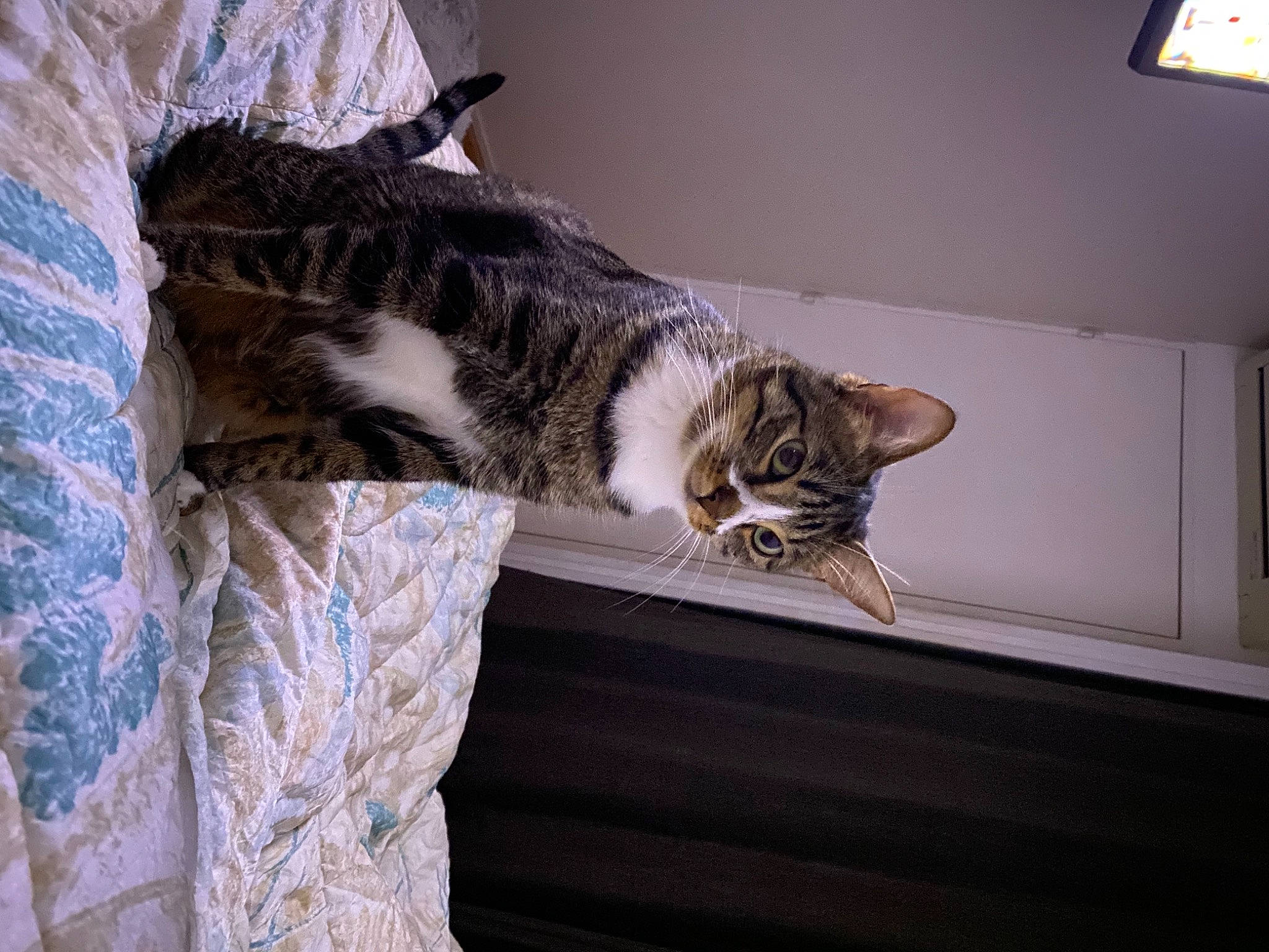 Winnie a rejoint le concours — aidez-le/la à gagner de superbes lots ! carnivore, cat, comfort, domestic_short_haired_cat, door, felidae, flooring, fur, grey, hardwood, linens, mammal, room, small_to_medium_sized_cats, snout, tail, tree, whiskers, window, wood