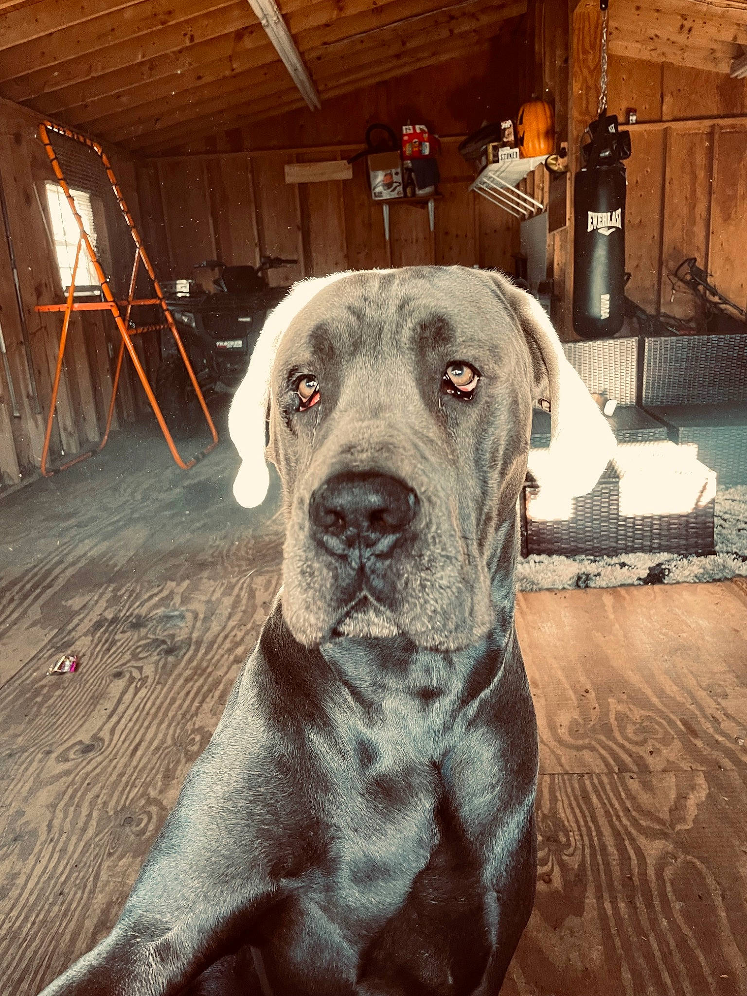 Ice is registered to the contest to win money with this photo: canidae, carnivore, companion_dog, dog, dog_breed, fawn, flooring, fur, giant_dog_breed, guard_dog, metal, molosser, non_sporting_group, snout, sporting_group, whiskers, wood, working_animal, working_dog