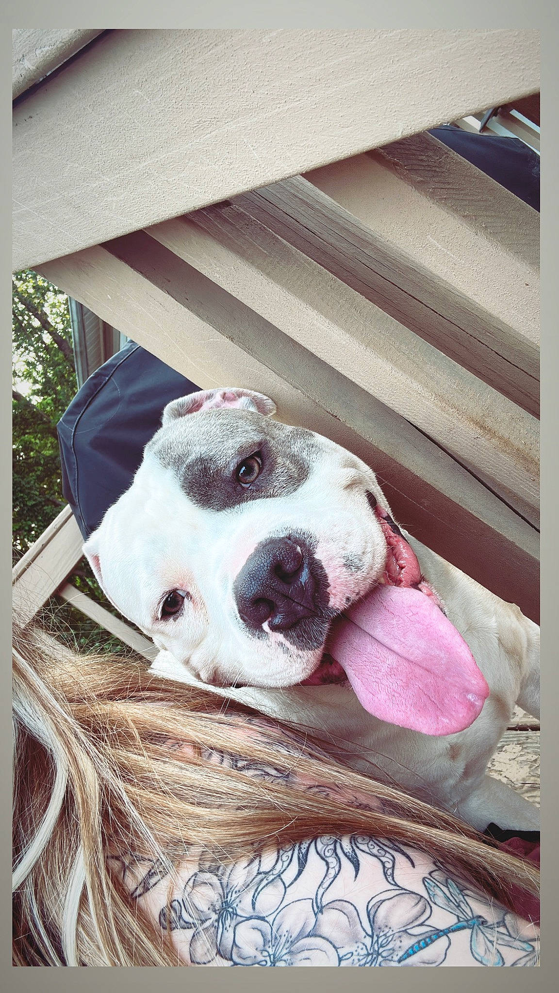 Diesel is registered to the contest to win money with this photo: canidae, carnivore, collar, comfort, companion_dog, dog, dog_breed, dog_collar, fawn, fur, guard_dog, non_sporting_group, paw, puppy_love, snout, sporting_group, whiskers, wood, working_animal