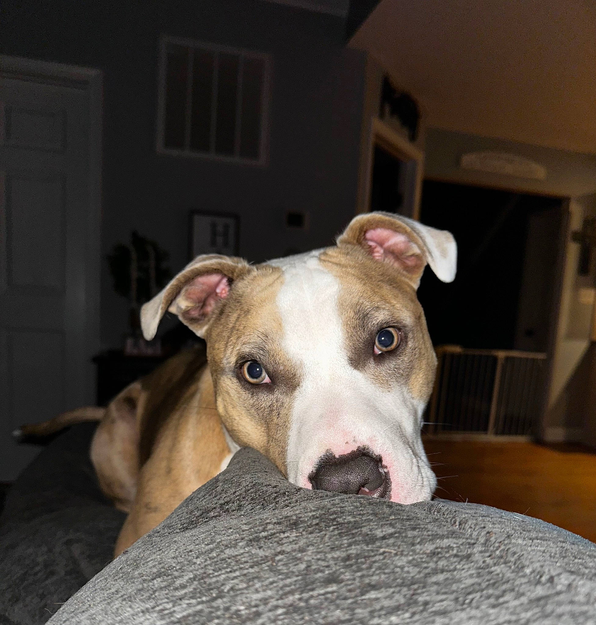 Skippy is registered to the contest to win money with this photo: canidae, carnivore, companion_dog, dog, dog_breed, door, fawn, non_sporting_group, rampur_greyhound, snout, sporting_group, terrestrial_animal, whiskers, window, working_animal