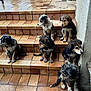 Aunyx participe au concours pour gagner de l'argent avec cette photo : puppy, dog, stairs, tile_floor, wet_fur, outdoor, multiple_animals, brown, black, cute, sitting, young, animal_group, looking_away, step, muddy, fur, canine, pet, daylight