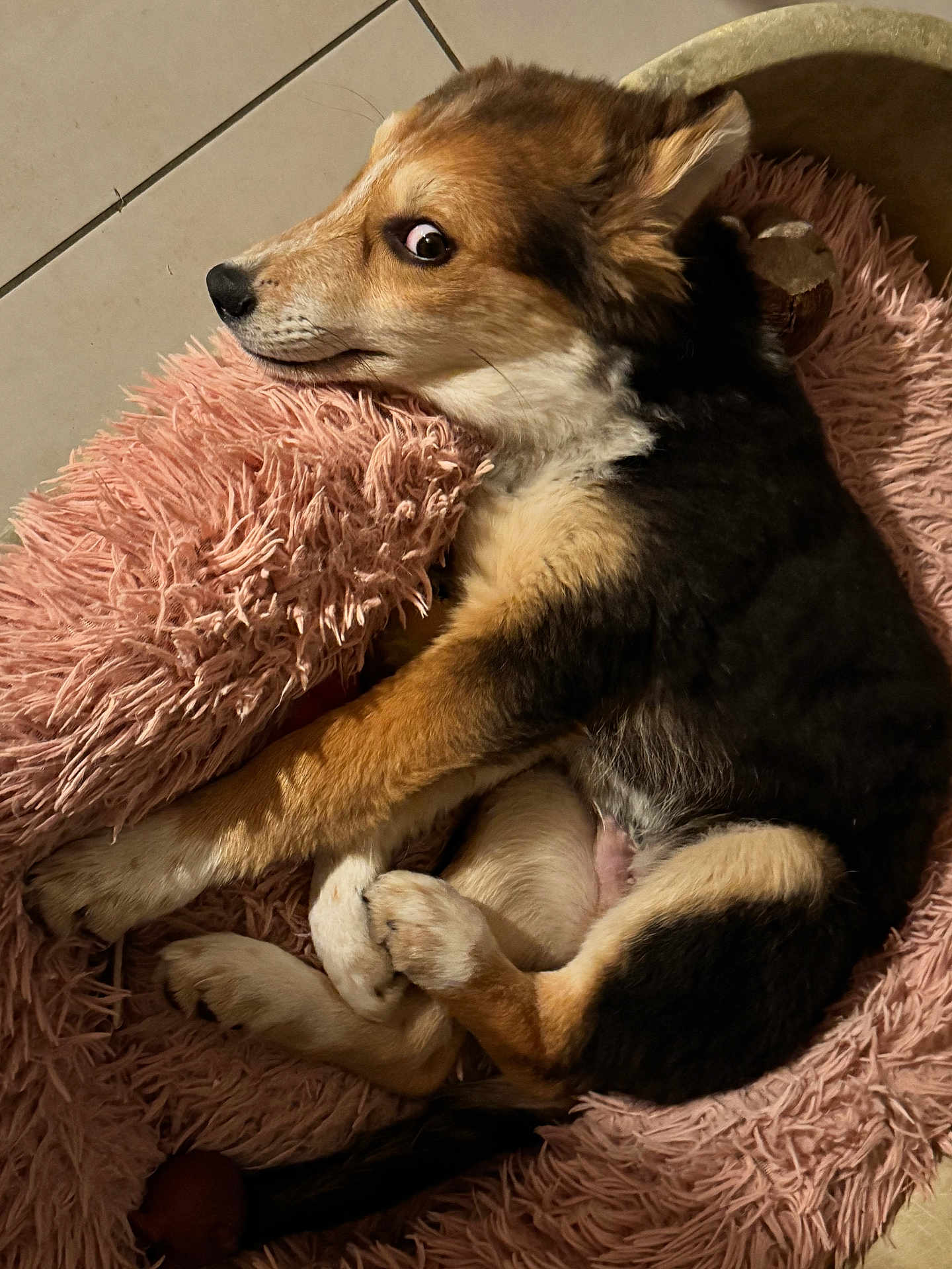 Aunyx a rejoint le concours — aidez-le/la à gagner de superbes lots ! puppy, dog, bed, pink_bed, curled_up, fur, cute, pet, animal, indoor, tile_floor, resting, looking, sideways, mischievous, cozy, fluffy, young_dog, brown_fur, black_fur