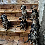 Aunyx participe au concours pour gagner de l'argent avec cette photo : puppy, dog, animal, pets, stairs, outdoor, cute, fur, sitting, young, muddy, portrait, curious, group, brown, black, white, ears, tail, step
