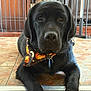 black_labrador, dog, bandana, halloween, pumpkin_pattern, indoor, tile_floor, baby_gate, wooden_furniture, pet, canine, closeup, portrait, lying_down, domestic_animal, household, flooring, collar, cute, animal