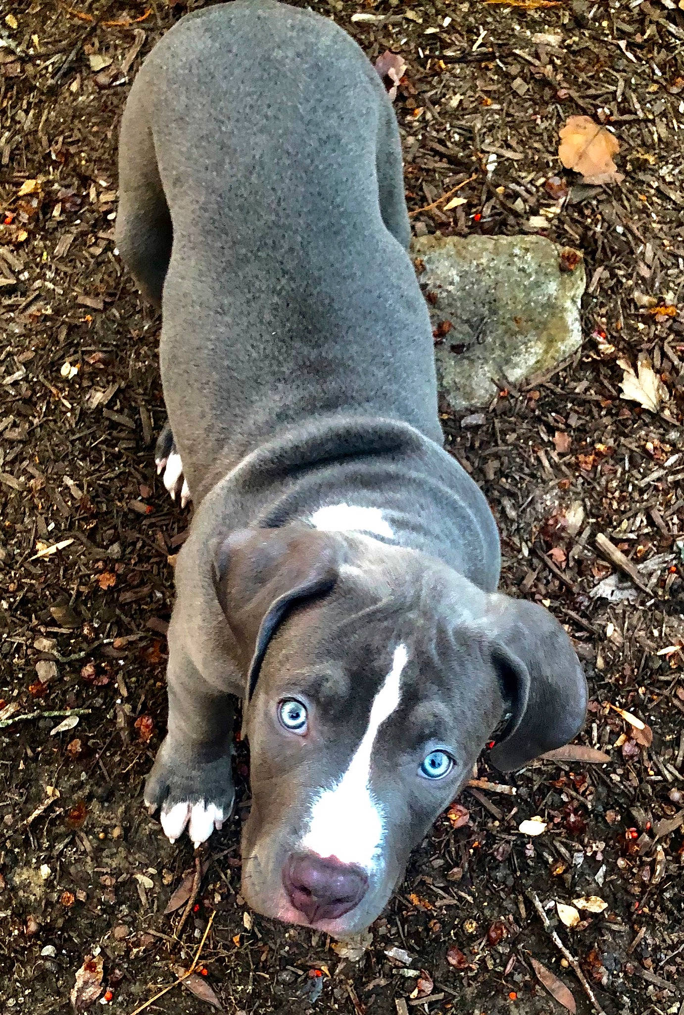 Grizz joined the competition — help win amazing prizes! american_bulldog, american_pit_bull_terrier, american_staffordshire_terrier, bandog, canidae, carnivore, dog, dog_breed, fawn, grass, non_sporting_group, nose, pit_bull, snout, sporting_group