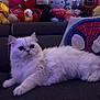 Kitty participe au concours pour gagner de l'argent avec cette photo : cat, fluffy, white_cat, couch, plush_toys, stuffed_animals, spiderman_pillow, indoor, pet, relaxed, feline, soft, cozy, toy_collection, colorful, home, living_room, cute, animal, resting