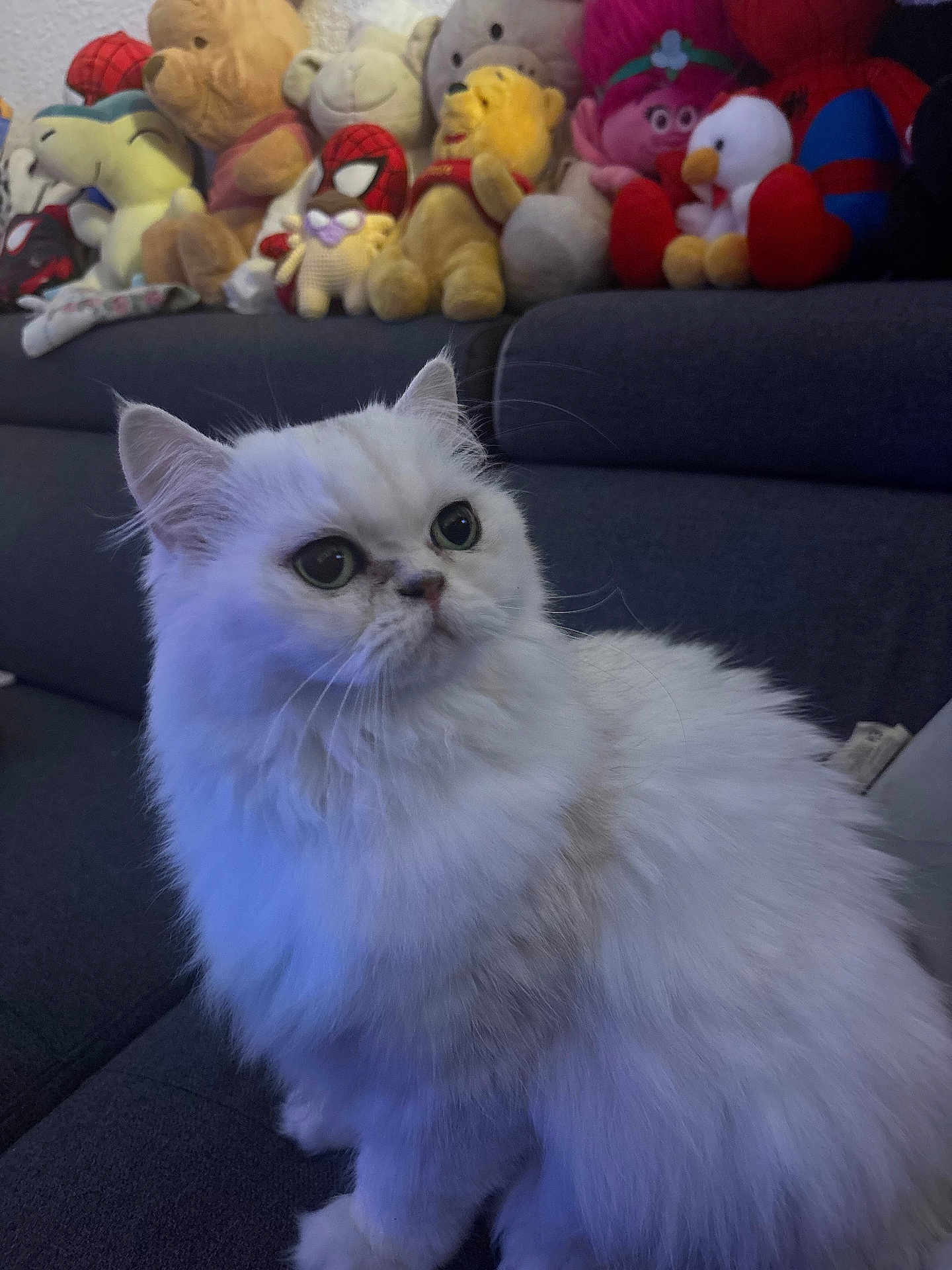 Kitty participe au concours pour gagner de l'argent avec cette photo : cat, white_cat, fluffy, indoor, couch, stuffed_toys, plush, spiderman, winnie_the_pooh, animal, pet, feline, soft, cute, cozy, home, seated, looking_up, domestic_animal, curious