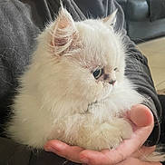 Kitty a rejoint le concours — aidez-le/la à gagner de superbes lots ! kitten, white_fur, fluffy, hand, pet, animal, cute, indoor, close_up, portrait, feline, young_animal, paw, soft, domestic_animal, whiskers, person, calm, holding, resting