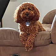 Little Henry is registered to the contest to win money with this photo: dog, poodle, brown, curly_fur, pet, couch, furniture, indoor, relaxed, front_paws, crossed_paws, collar, tag, animal, mammal, companion, cute, domestic, resting, house