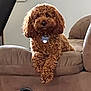 dog, poodle, brown, curly_fur, pet, couch, furniture, indoor, relaxed, front_paws, crossed_paws, collar, tag, animal, mammal, companion, cute, domestic, resting, house