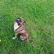 Juicebox joined the competition — help win amazing prizes! dog, brindle, tongue_out, grass, green, outdoor, pet, sitting, happy, animal, nature, canine, field, summer, playful, cute, mammal, daylight, flora, white_flowers