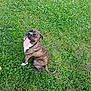 dog, brindle, tongue_out, grass, green, outdoor, pet, sitting, happy, animal, nature, canine, field, summer, playful, cute, mammal, daylight, flora, white_flowers
