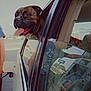 dog, car, window, gas_station, person, reflection, animal, outdoor, pet, tongue, happy, vehicle, filling_gas, summer, daytime, brindle, muzzle, seat, shirt, hand