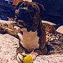 dog, brindle, tennis_ball, bed, blanket, paw, indoor, pet, animal, tongue, resting, furniture, cozy, laying_down, domestic, cute, companion, relaxed, playful, canine