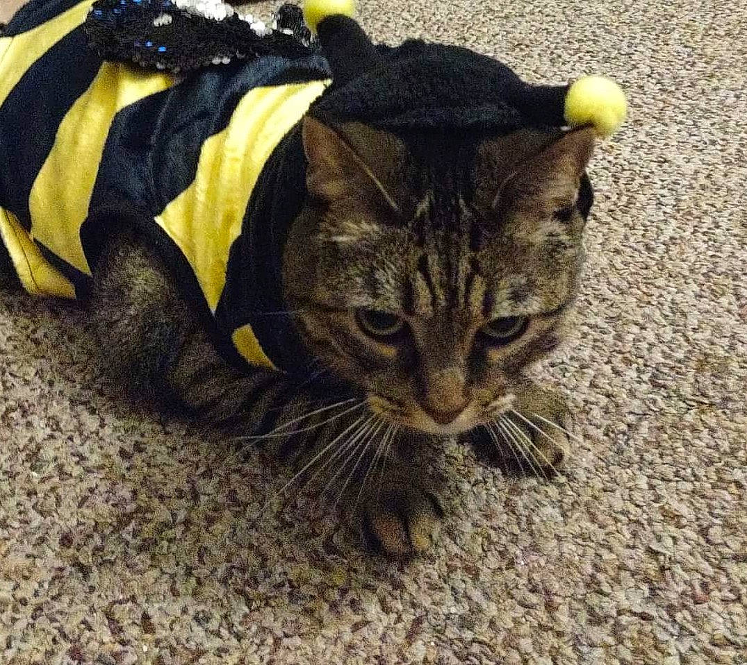 Cleo is registered to the contest to win money with this photo: bag, carnivore, cat, claw, comfort, domestic_short_haired_cat, felidae, fur, paw, small_to_medium_sized_cats, snout, tail, terrestrial_animal, whiskers, wildlife