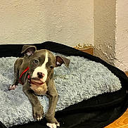 Simba a rejoint le concours — aidez-le/la à gagner de superbes lots ! puppy, dog, pit_bull, pet, animal, portrait, sitting, lying_down, fluffy_bed, blanket, red_collar, indoors, home, wooden_floor, wall, brown_and_white, short_hair, paws, cute, closeup