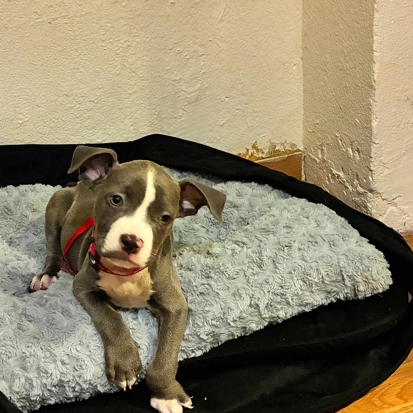 Simba a rejoint le concours — aidez-le/la à gagner de superbes lots ! puppy, dog, pit_bull, pet, animal, portrait, sitting, lying_down, fluffy_bed, blanket, red_collar, indoors, home, wooden_floor, wall, brown_and_white, short_hair, paws, cute, closeup