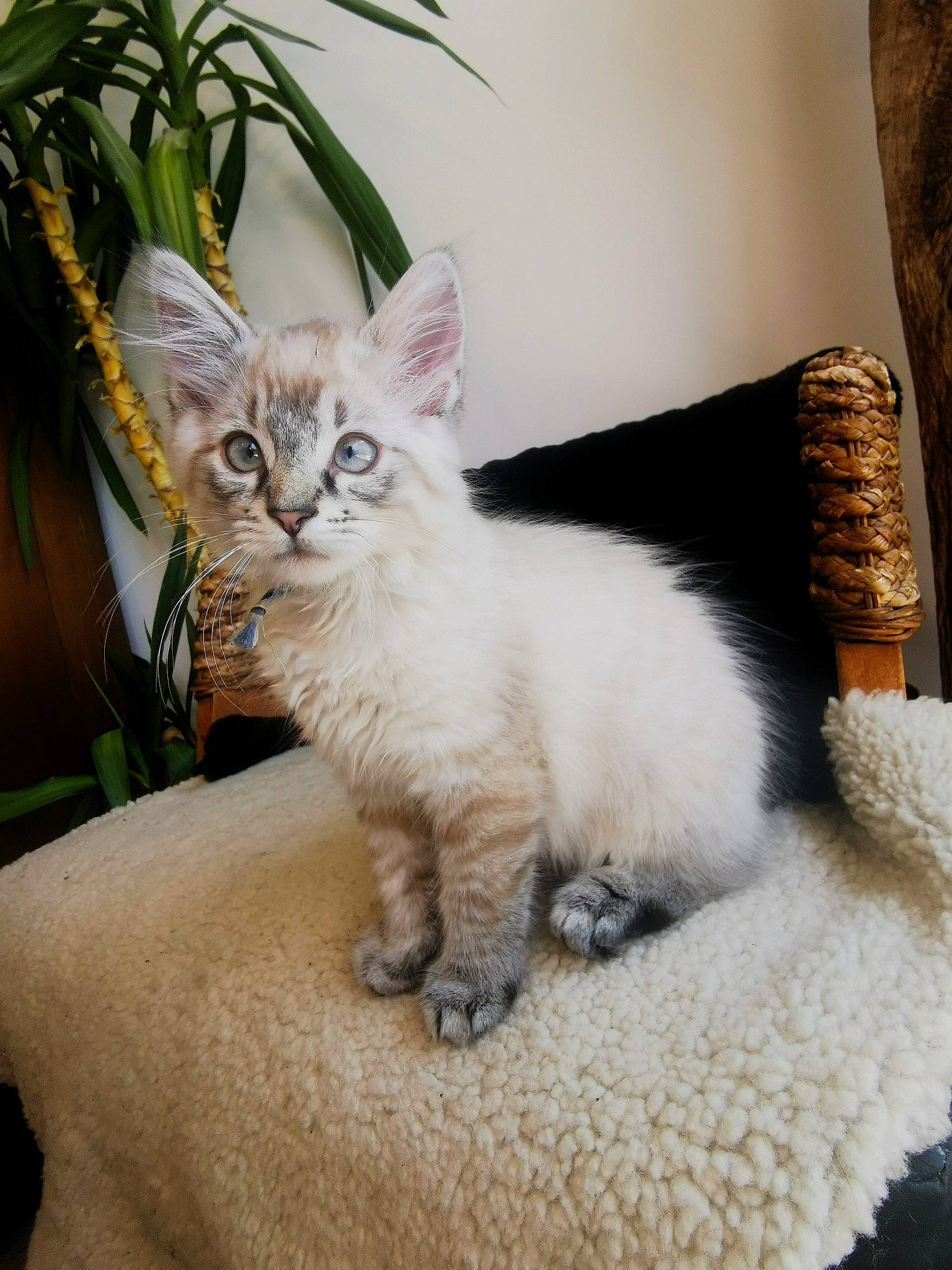 Balou participe au concours pour gagner de l'argent avec cette photo : carnivore, cat, claw, comfort, domestic_short_haired_cat, fawn, felidae, fur, houseplant, paw, plant, sitting, small_to_medium_sized_cats, tail, whiskers, window