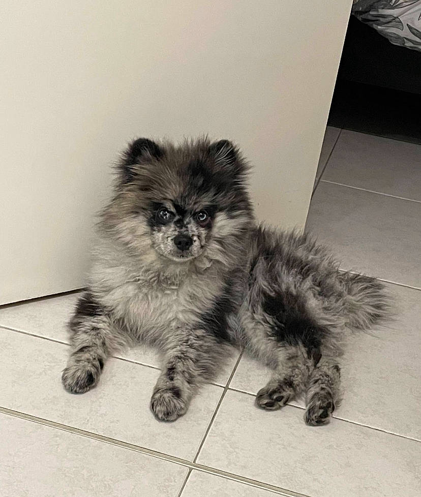 Night a rejoint le concours — aidez-le/la à gagner de superbes lots ! canidae, carnivore, claw, companion_dog, dog_breed, fawn, felidae, flooring, fur, monochrome, non_sporting_group, paw, sitting, small_to_medium_sized_cats, snout, tail, terrestrial_animal, toy_dog, whiskers