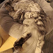 Azur a rejoint le concours — aidez-le/la à gagner de superbes lots ! cat, fluffy, pet_bed, relaxed, cozy, feline, fur, animal, cute, domestic_animal, indoor, lying_down, playful, soft_texture, resting, whiskers, paws, tail, striped, close_up